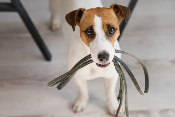 Юрист ответил, какие действия подпадают под жестокое обращение с животным