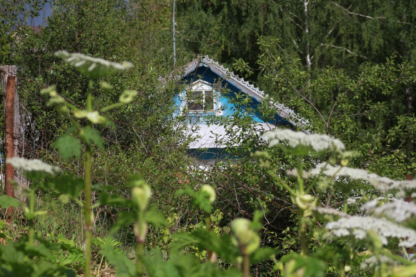 Юристы рассказали о штрафах за борщевик на дачном участке