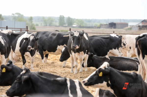 Миллиарды в землю: какие перемены ждут сельское хозяйство Марий Эл в ближайшую пятилетку