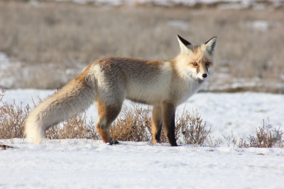 Чумы нам ещё не хватало