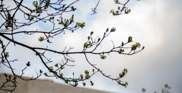 Гидрометцентр: В Москве к концу рабочей недели потеплеет до 14 градусов