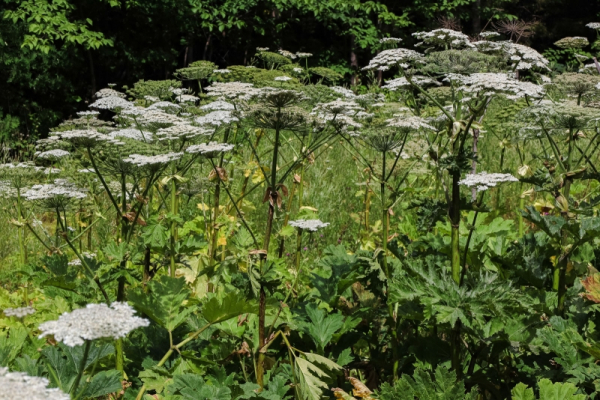Какие растения включены в список чужеродных видов в Архангельской области