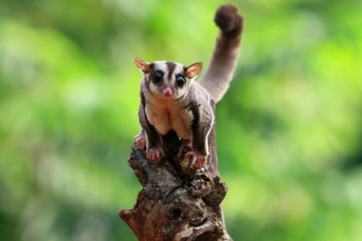 Новое тропическое животное появилось в Московском зоопарке
