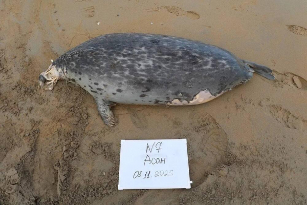 В Комитете рыбного хозяйства назвали возможные причины гибели тюленей в Мангистау