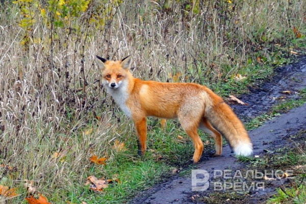 По инициативе Татарстана в России могут усилить наказание за браконьерство