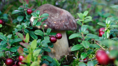 Собирать грибы и ягоды стало опасно в Баянауле