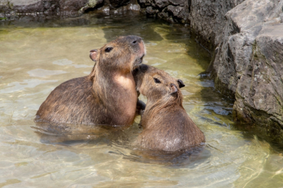 Обменять леопардов на капибар? Почему в РФ отказали японскому зоопарку