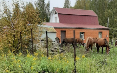 В Алге лошади пасутся на дачах