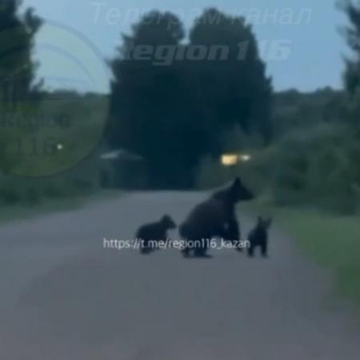 Медведи вышли к людям в одном из районов Татарстана (ВИДЕО)