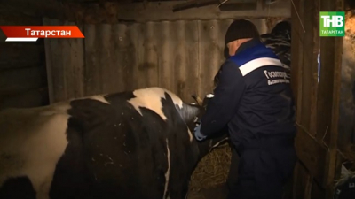 Опасные инфекции рядом: ветеринары Татарстана подвели тревожные итоги