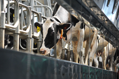 Липовые справки