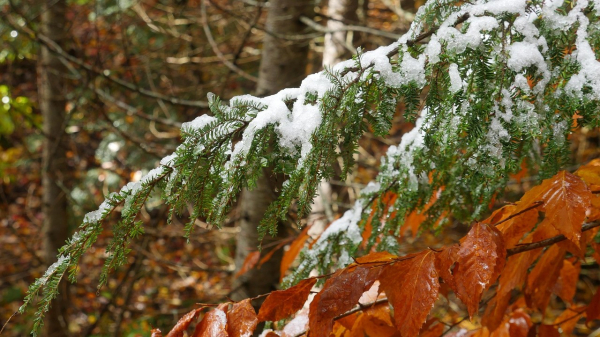 Казахстан накрыли ветер, туман и первые снегопады