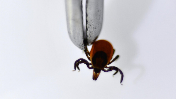 Клещевым энцефалитом можно заразиться без укуса, предупредили в Роспотребнадзоре