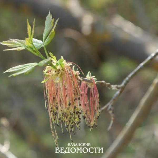 Чего ждать от погоды в мае после апрельских капризов?