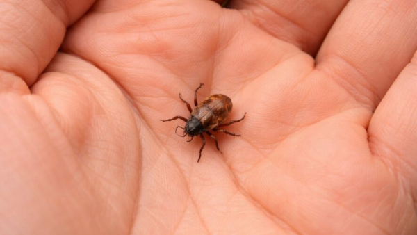 &laquo;Укус не почувствуете&raquo;: в Роспотребнадзоре предупредили, что от клещей невозможно защититься 27/03/2026 &ndash; Новости