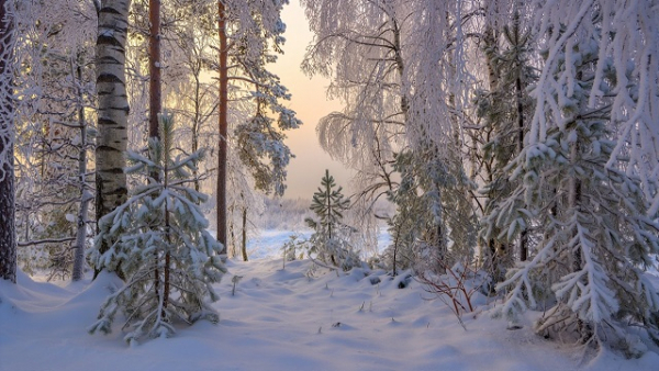 Такого не было всю зиму: профессор КФУ назвал, в чем интересность сезона в Татарстане