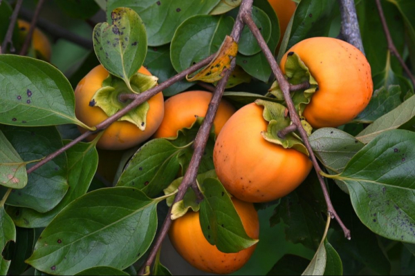 Новый ГОСТ на хурму с сортами и строгими требованиями утвердили в России