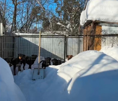 Очередное нападение собак в Васильево под Казанью: пострадал пенсионер