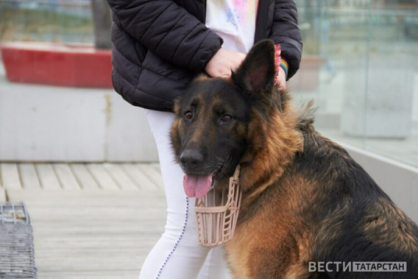 В Татарстане пресекли нелегальную торговлю ветеринарными препаратами