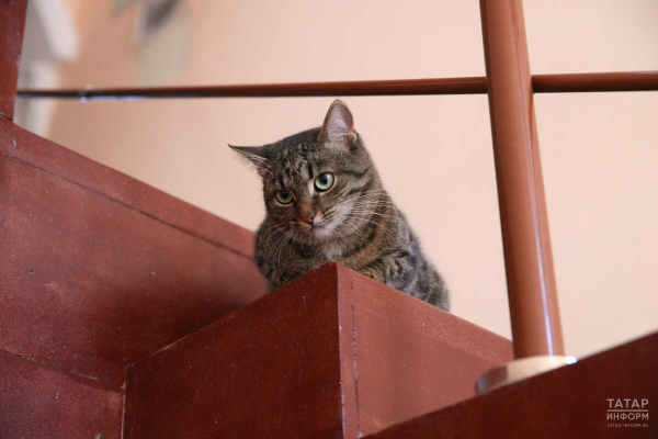 В Госдуме могут рассмотреть проект об ограничении числа кошек и собак в квартирах