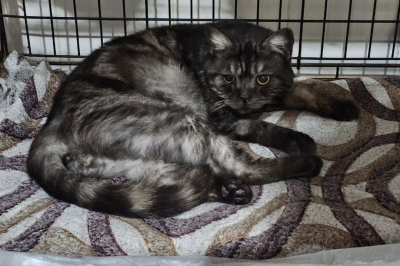 Депутаты предложили запретить использование животных в качестве залога