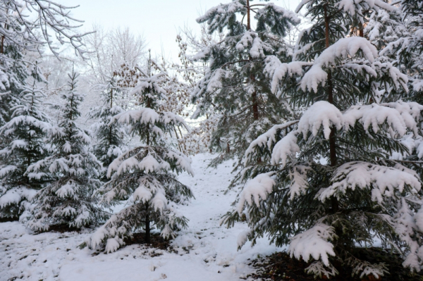 Морозы, снег и потепление: что ждет приморцев в выходные