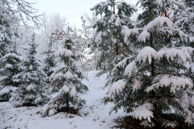 Морозы, снег и потепление: что ждет приморцев в выходные
