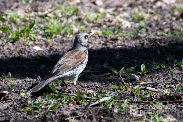 В Казани 1 апреля обновлен температурный рекорд