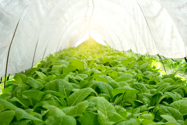 Плоды вырастут крупнее и слаще: какую простую подкормку добавляют в рассаду опытные огородники