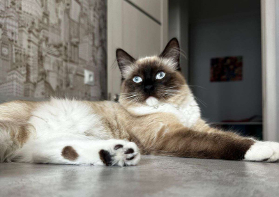 Мужчина будет платить алименты на котов в Турции