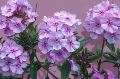 Посейте в мае &mdash; и к августу сад украсят махровые купола из сиреневых горошин. Не боится ни жары, ни дождей