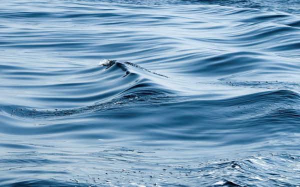 Спасатели оттащили тушу погибшего кита подальше от побережья в районе Находки