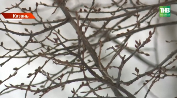 Грачи, почки и 83 см снега: весна в Татарстане наступит, но когда?