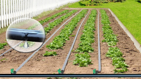 Солнце вместо бензина и капельный полив могут спасти урожаи в Кыргызстане