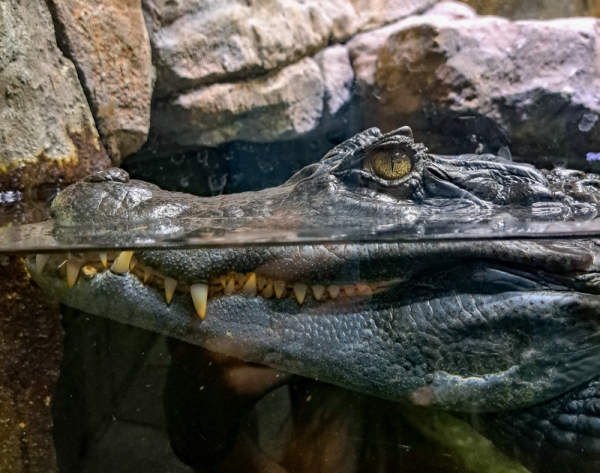 У новосибирца изъяли крокодила Кузю: сибиряк намерен бороться за рептилию