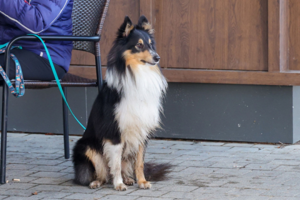 Кинолог объяснил, как вовремя заподозрить депрессию у собаки