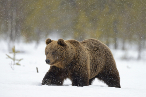 Российский сноубордист чуть не повторил судьбу героя фильма &laquo;Выживший&raquo;