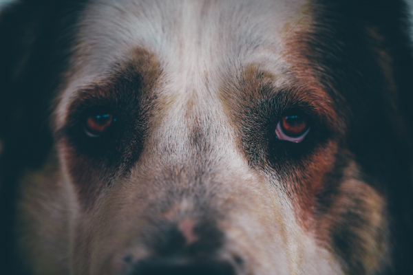 Кинолог Голубев предупредил, что зимой собаки могут набрать лишний вес