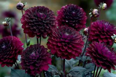 Черно-бордовые махровые цветы для весенней посадки: затмят своей красотой любые растения