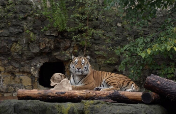 В Индии хищник напал на мальчика, ребенок в критическом состоянии