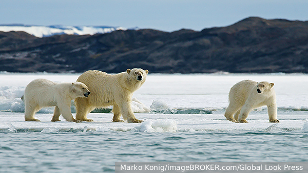 Полярные медведи стали толстеть