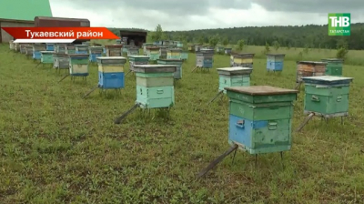 Пасека раздора: в Татарстане пчеловода с 30-летним стажем судят за «вред» пчел лесу