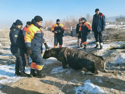 Спасатели вызволили корову из колодца в Жанатасе